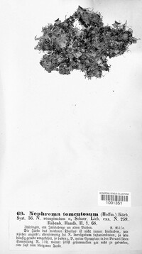 Nephroma resupinatum image